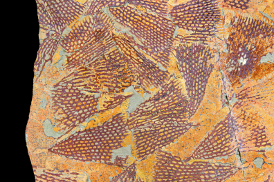 Colonie de Bryozoaires fossiles